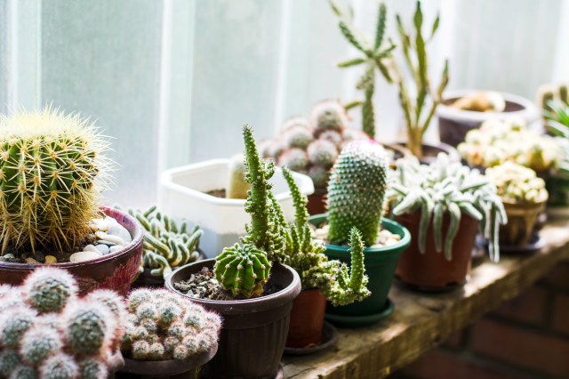 Unlock the Secrets of Succulent Care: Expert Tips for Optimal Growth