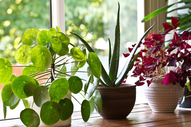 Houseplant 101: Comprehensive Tips for Choosing and Caring for Popular Varieties