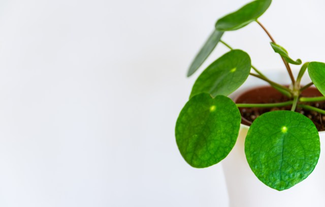Top 5 Effective Strategies for Addressing Leaf Spot in Houseplants