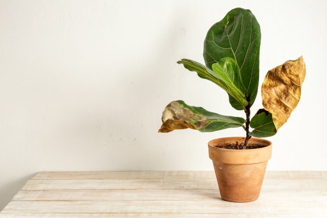 Common Mistakes in Fiddle Leaf Fig Care and How to Avoid Them