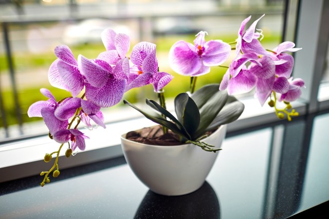 Fertilizing Orchids: Best Practices to Ensure Healthy Growth
